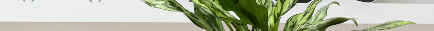 Aglaonema Verzorging