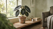 Alocasia Verzorging
