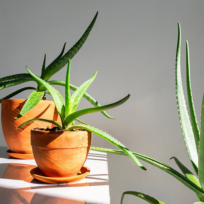 Sterke Kamerplant weinig Water
