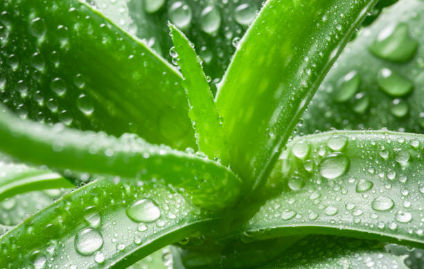 Alo Vera Stekken -> Lees alle tips & tricks!  Planten247.nl