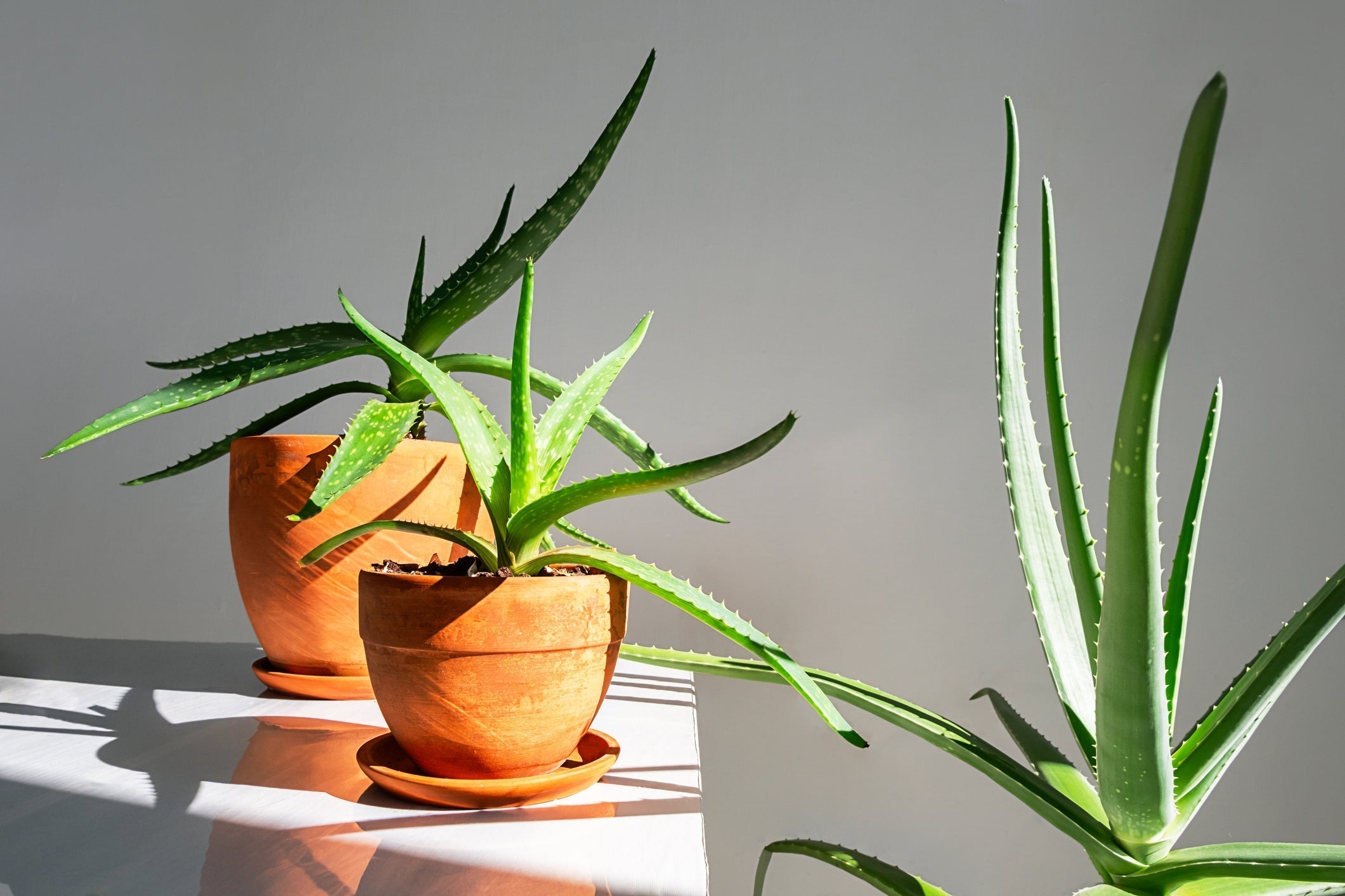 Sterke Kamerplant weinig Water