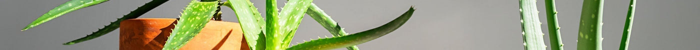 Sterke Kamerplant weinig Water