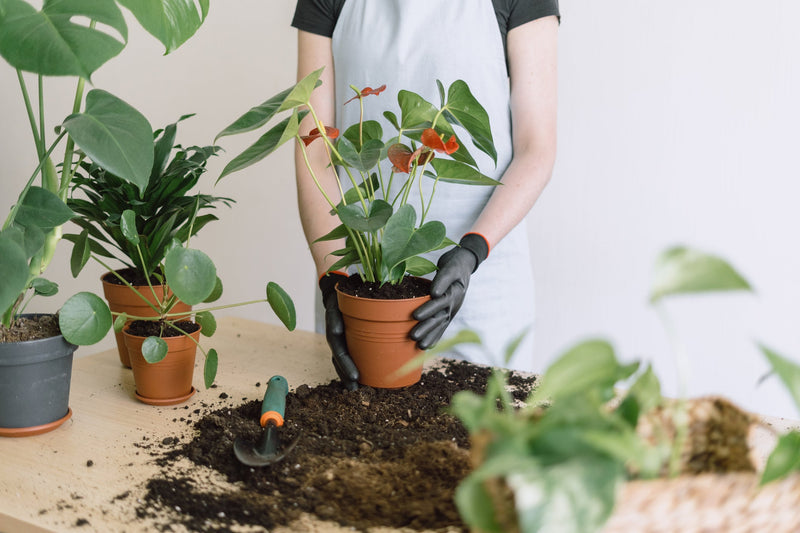 Anthurium Stekken -> Lees alle tips  Planten247.nl