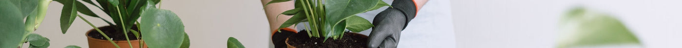 Anthurium Stekken