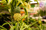 Anti snurk Plant