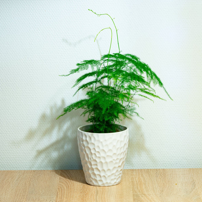 Asparagus plant Verzorging