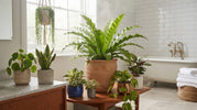 Beste Planten voor in de Badkamer