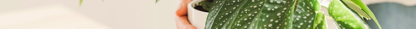 Begonia Verzorging