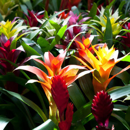 Bromelia Verzorging