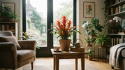 Bromelia Stekken