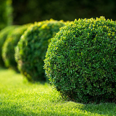 Buxus Snoeien