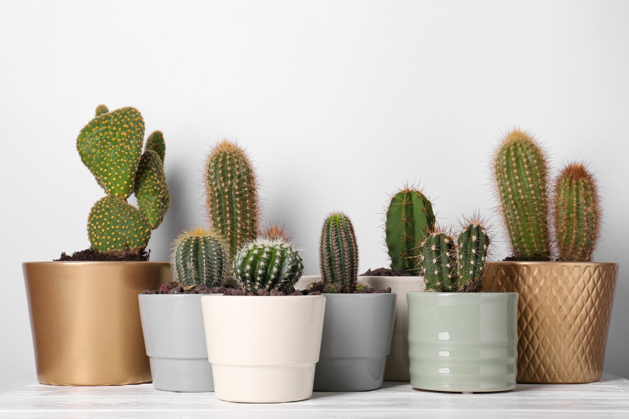 Cactus Stekken