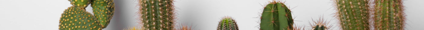 Cactus Stekken