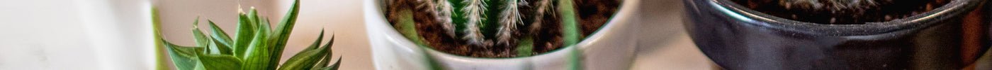 Cactus Verzorging