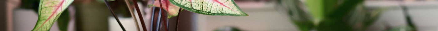 Caladium Verzorging