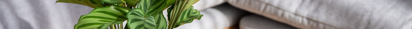 Calathea Verzorging