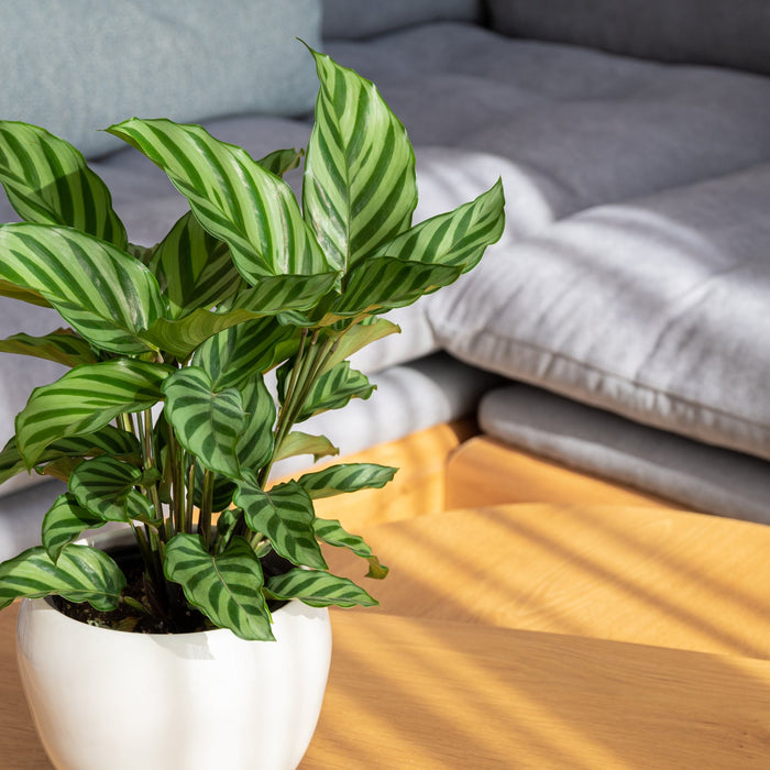 Calathea Verzorging