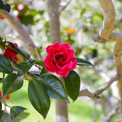 Camelia Verzorging