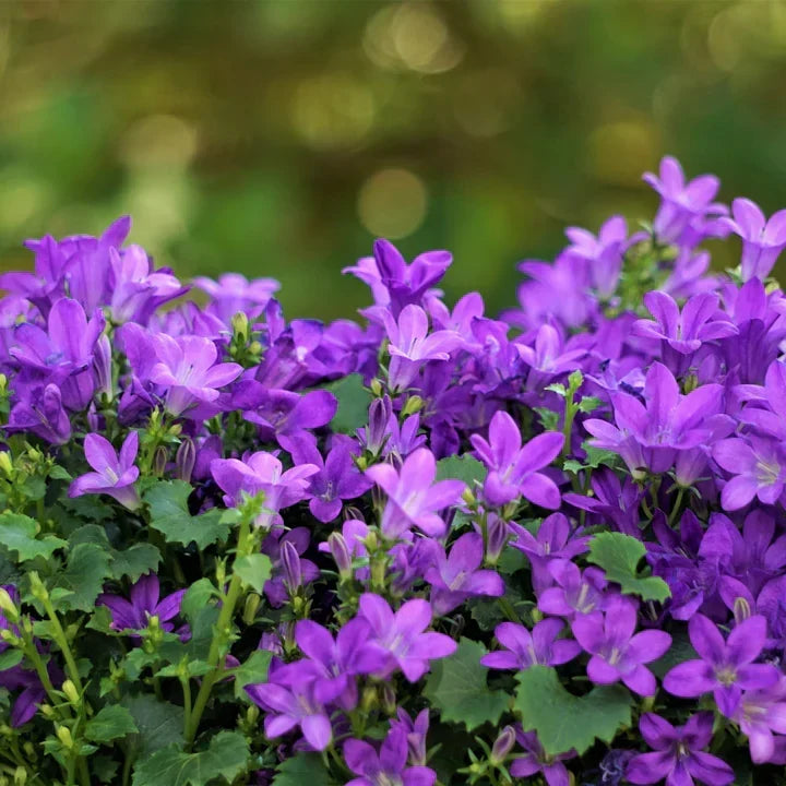 Campanula Snoeien