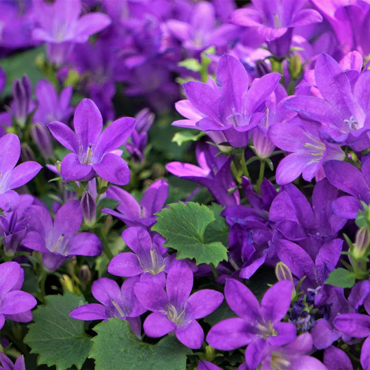 Campanula Verzorging