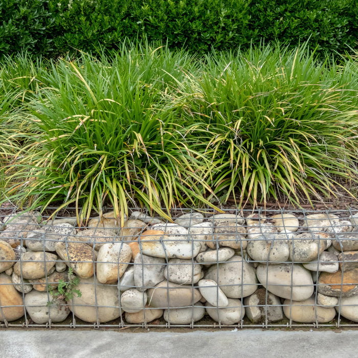 Carex (Zegge) Verzorging