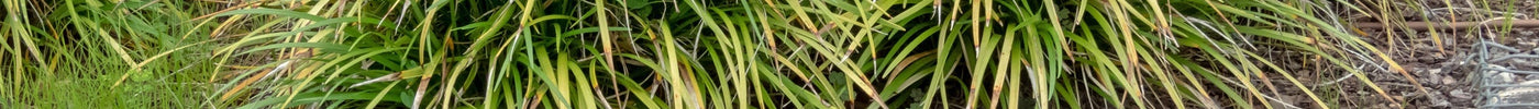 Carex (Zegge) Verzorging
