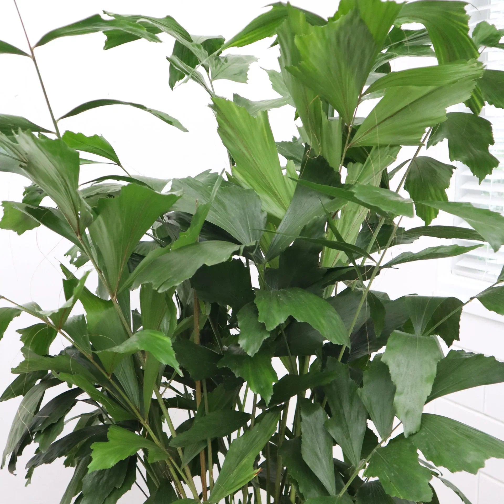 Caryota Mitis Verzorging