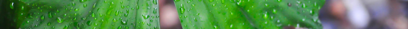 Caryota Mitis Verzorging