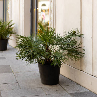 Chamaerops Humilis (Dwergpalm) Verzorging