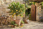 Citrusbomen Verzorging