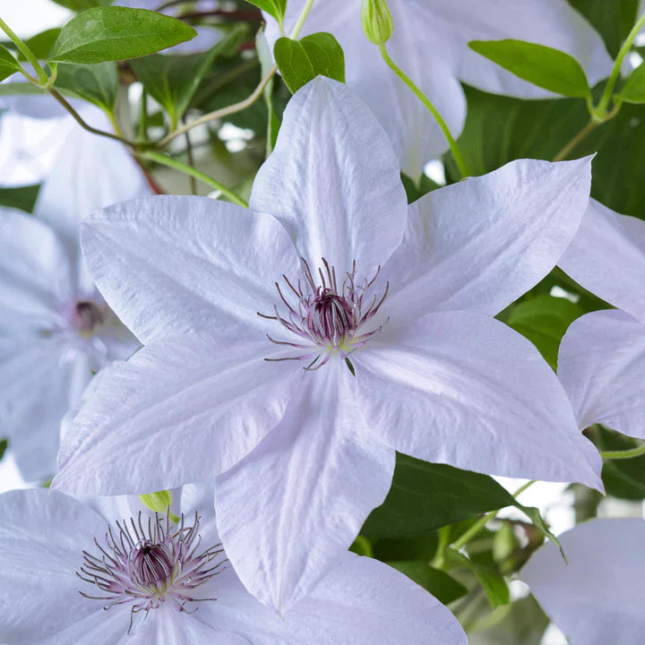Clematis Stekken