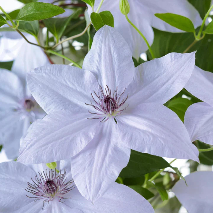 Clematis Stekken