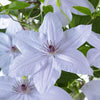 Clematis Stekken