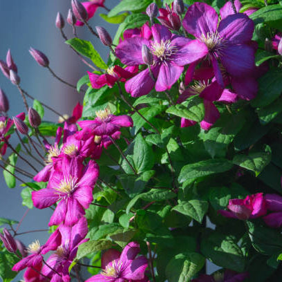 Planttijd Clematis