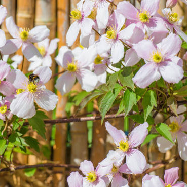 Clematis Stekken