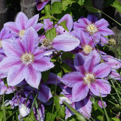 Clematis Snoeien