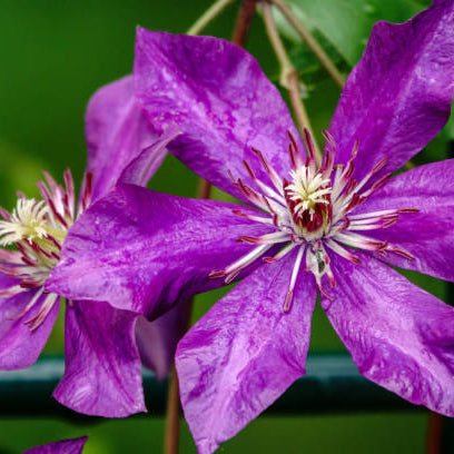 Clematis Verzorging