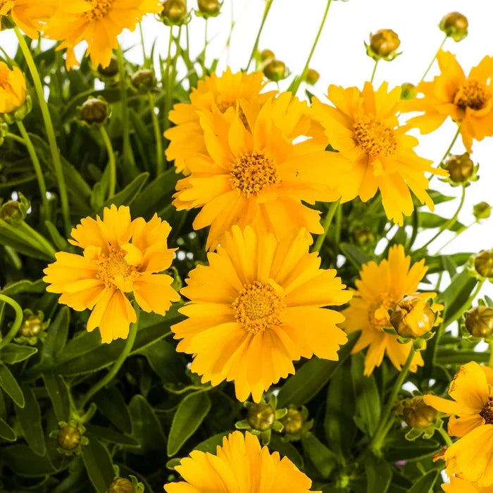 Coreopsis Verzorging