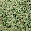 Cotoneaster Snoeien