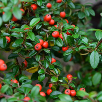 Cotoneaster Snoeien