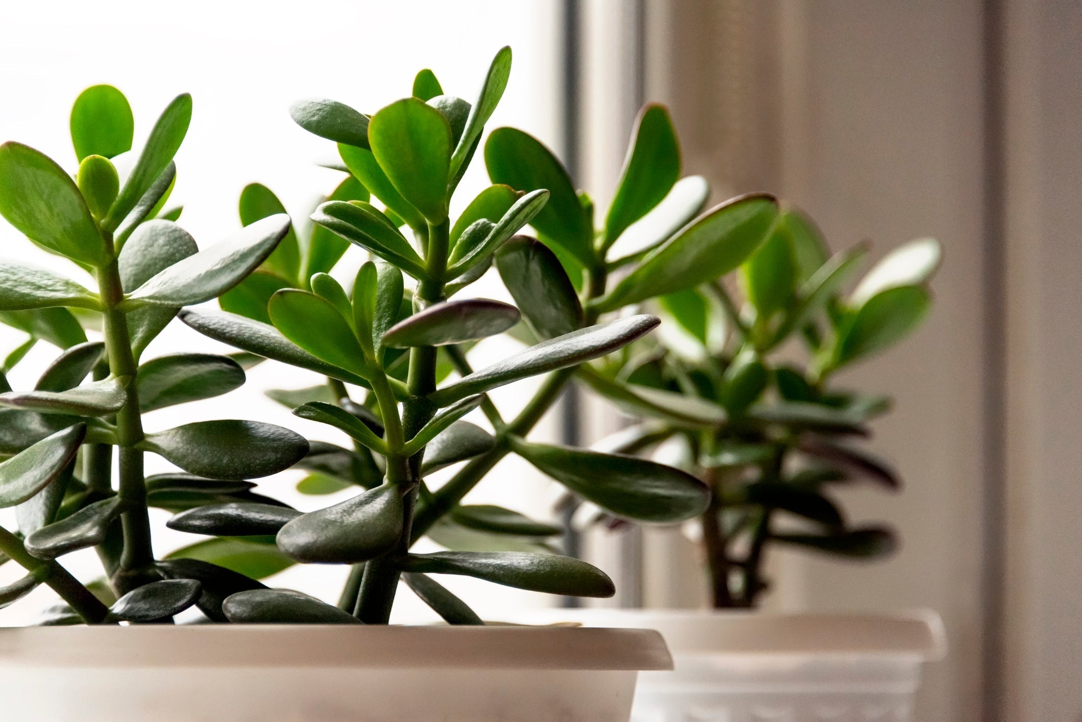 Crassula Stekken