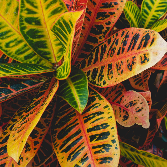 Croton (Codiaeum) Verzorging