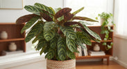 Ctenanthe Verzorging