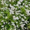 Bruidsbloem Verzorging