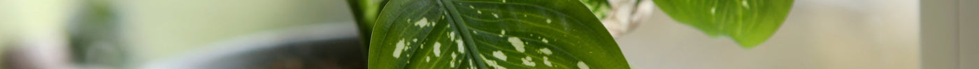 Dieffenbachia Stekken