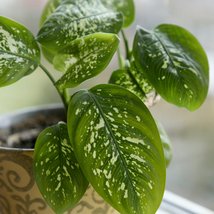 Dieffenbachia Stekken