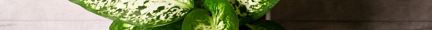 Dieffenbachia Verzorging
