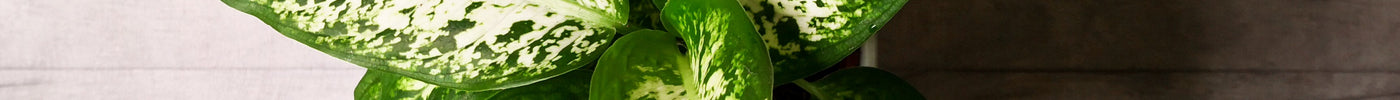 Dieffenbachia Verzorging