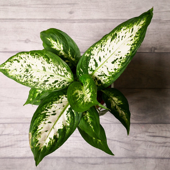 Dieffenbachia Verzorging