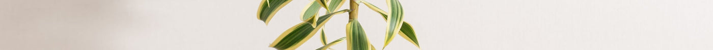 Dracaena Stekken